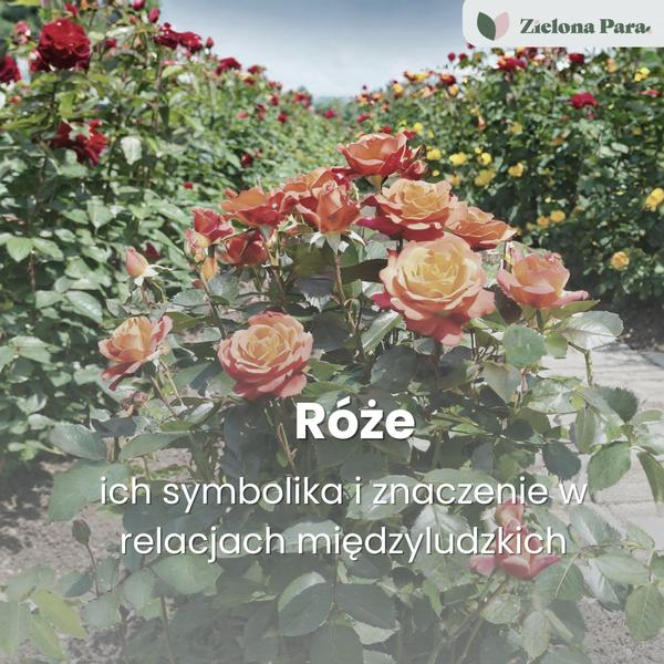 Znaczenie kolorów w kulturze